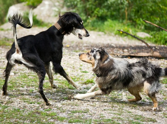 Dogs fighting