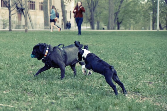 2015-03-Life-of-Pix-free-stock-photos-dogs-parc-grass-julien-sister