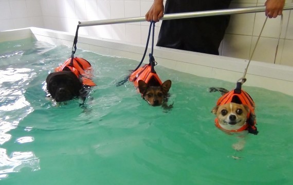 Three dogs hydrotherapy