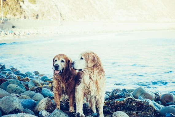 Two dogs post swim