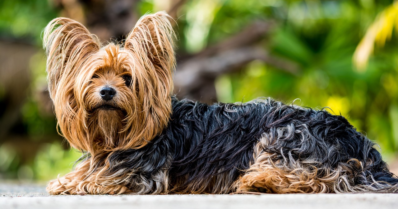 yorkshire-terrier-361730_1280