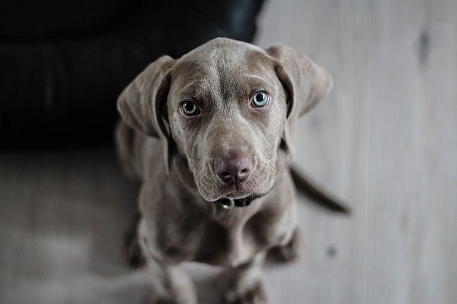 Dog preparing to jump