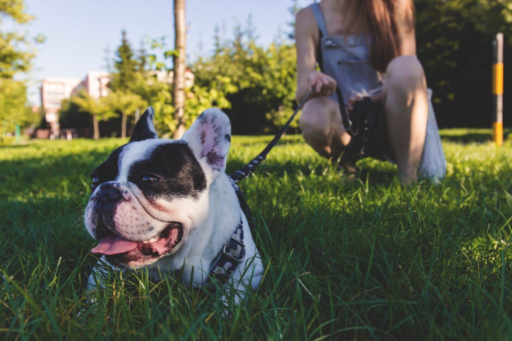 op tips for stopping your dog from pulling on the lead