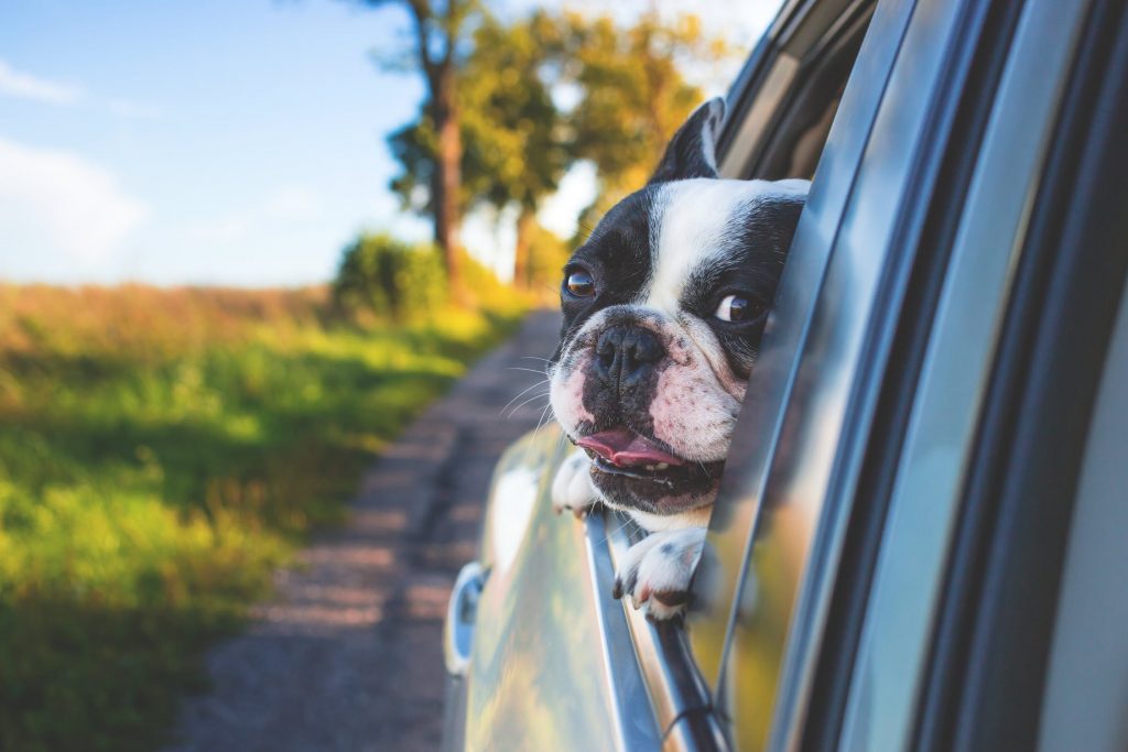 Preventing dog car sickness