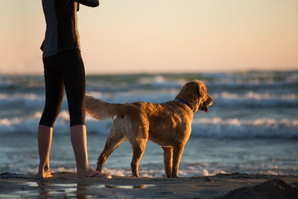 Things to remember when taking your dog to the beach or seaside