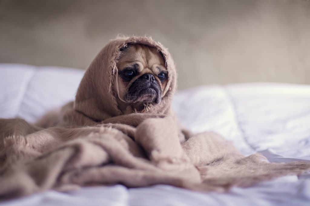 Bathing your dog image