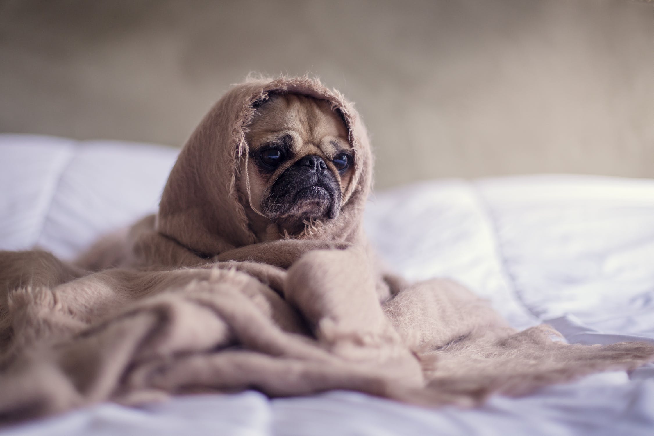 how often should you bathe your pug