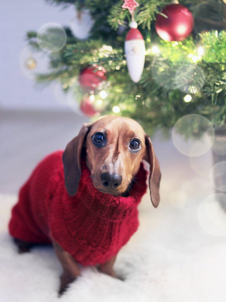 Cute dog under the Christmas tree