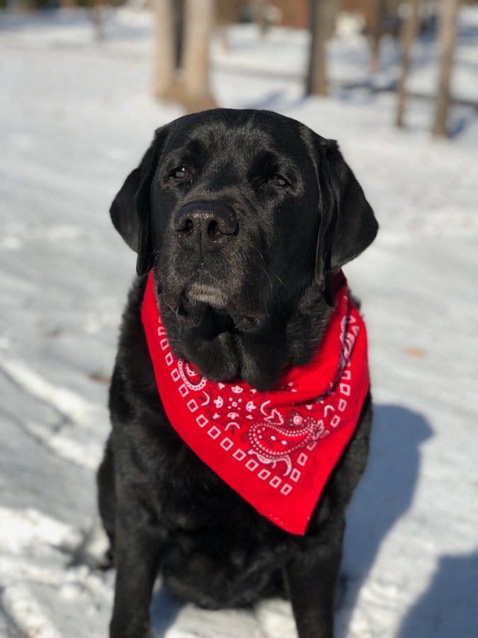 how to teach a labrador tricks