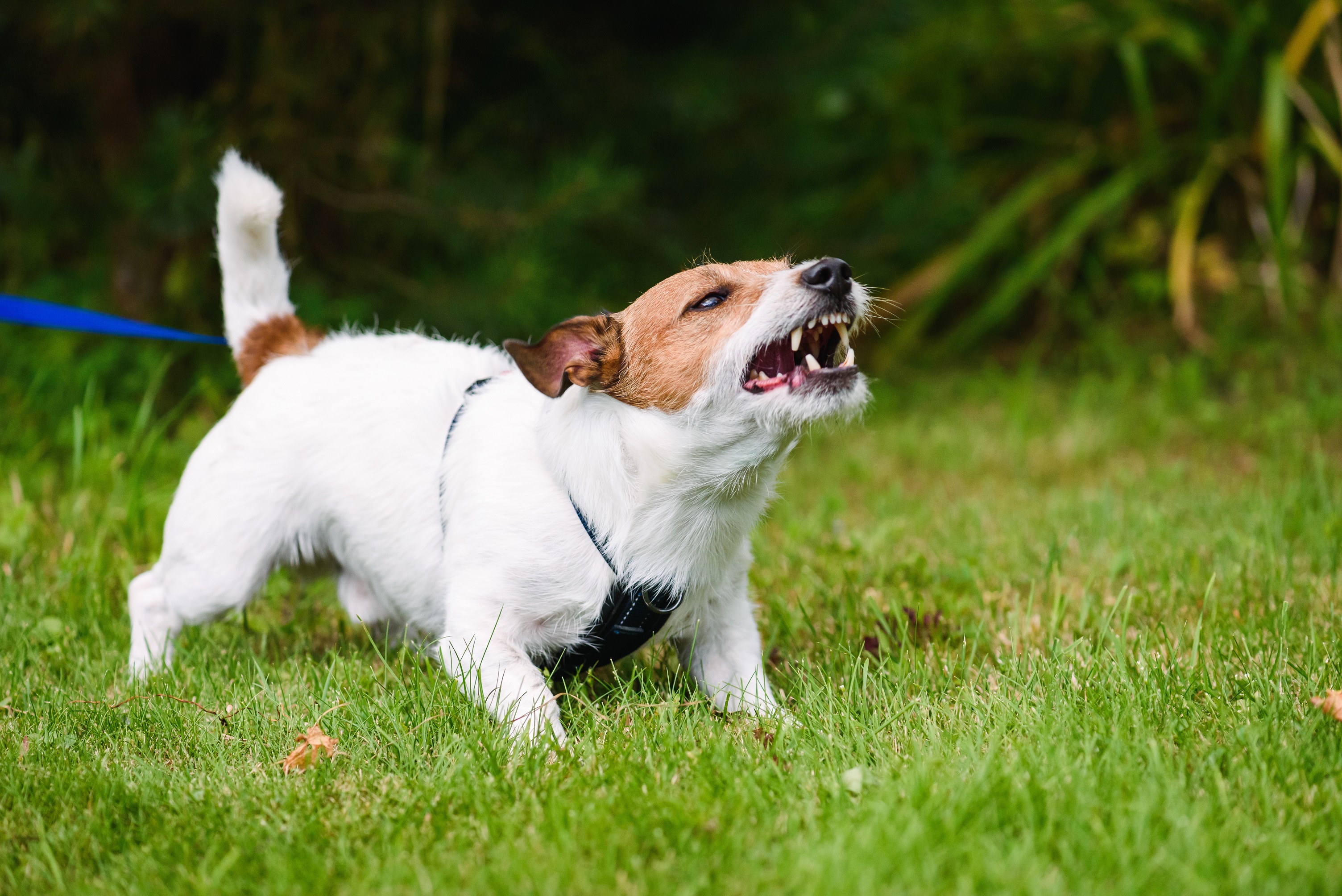 are dogue aggressive