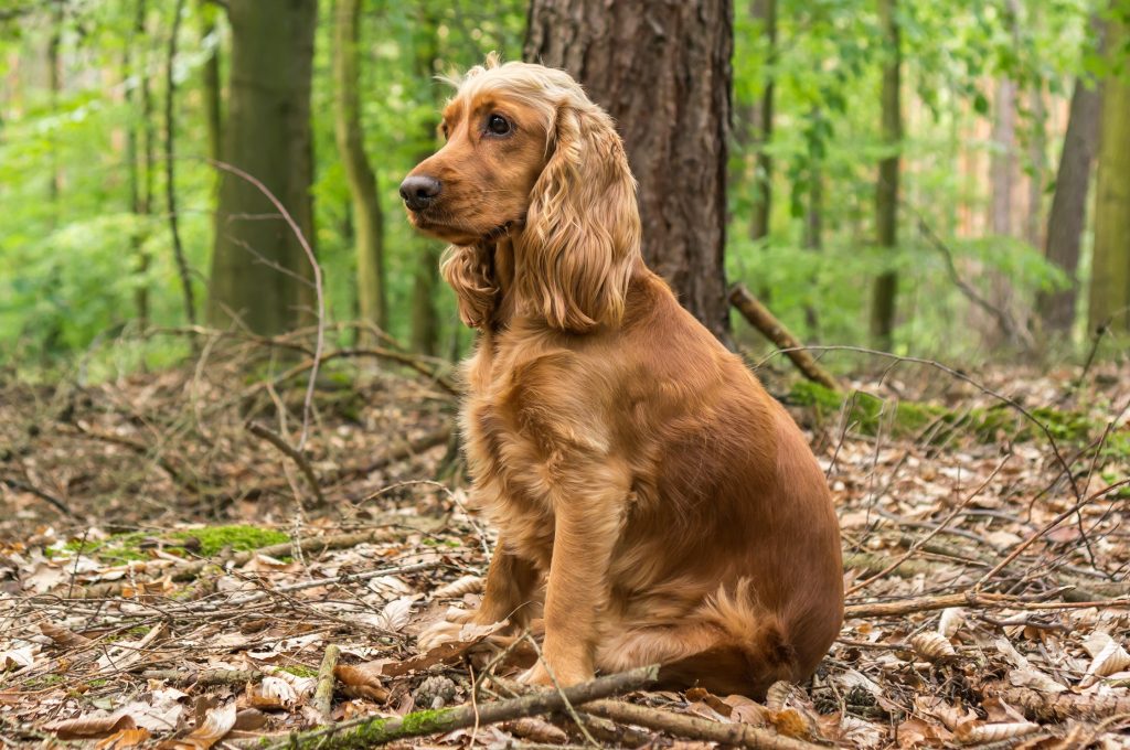 The Most Popular Dog Breeds in the UK - WitsEnd Dog Training & Behaviour