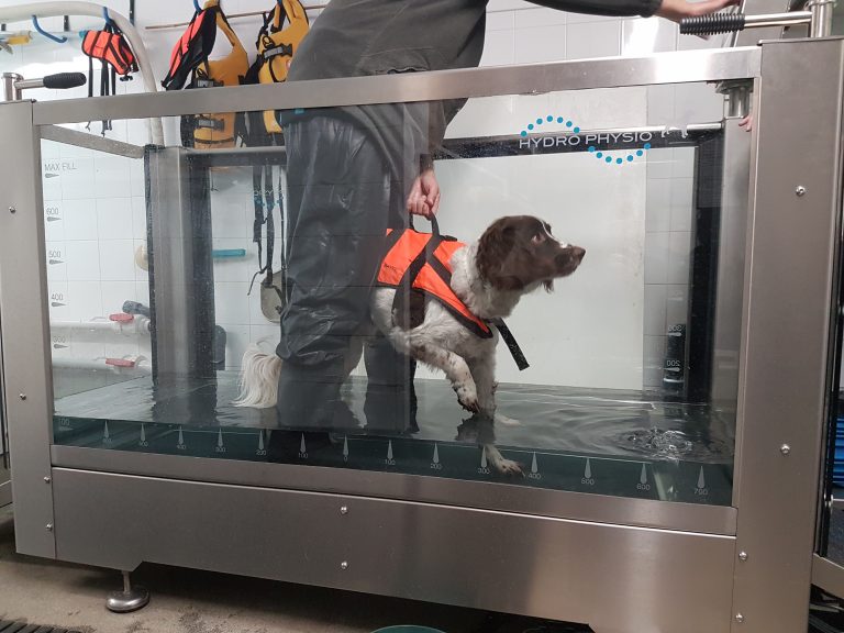 Introducing our Hydro Physio Canine Treadmill WitsEnd Dog Training