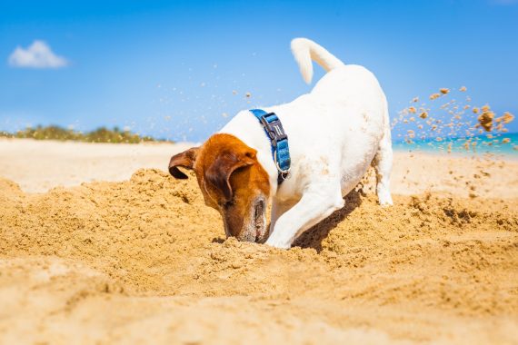 helping dogs cope during hot weather