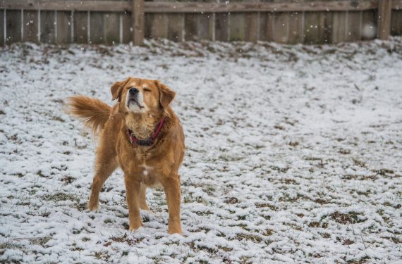 Dog coping with Winter