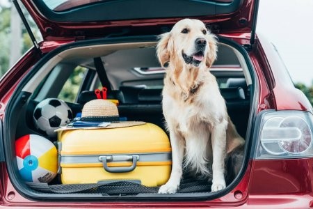 Dog car safety