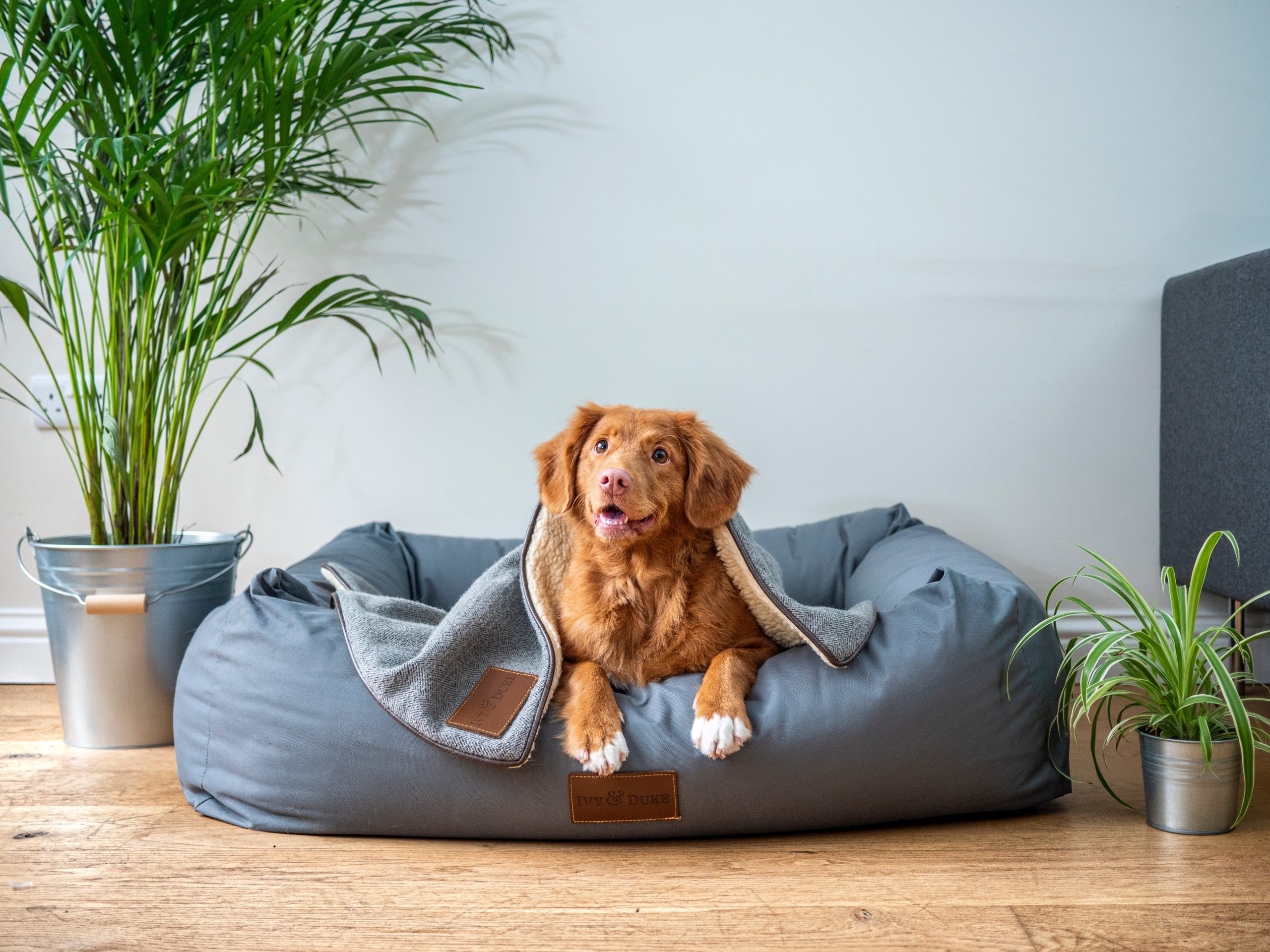 9 Ways to Calm your dog during a storm - WitsEnd Dog Training & Behaviour