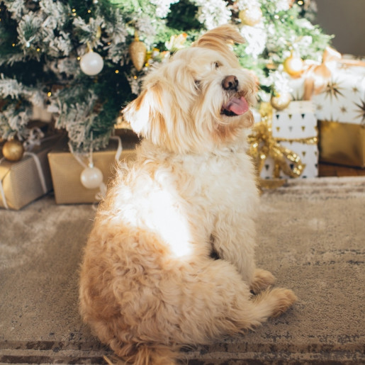 How to include your dog in festive celebrations