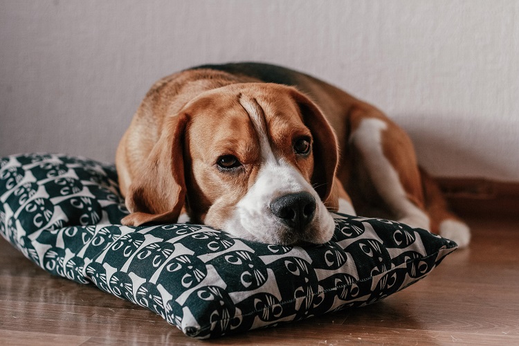 How to Recognize and Prevent Dog Boredom