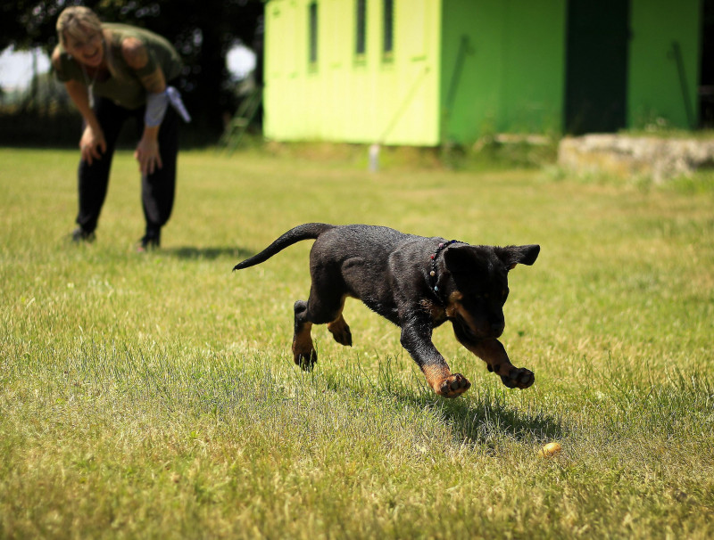 Puppy training class