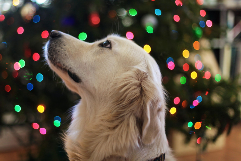 Keeping your dogs safe at Christmas