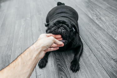 Signs that a dog is about to bite and what you can do about - WitsEnd