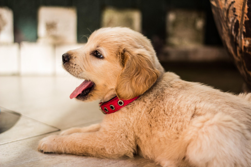 Getting a puppy used to wearing a collar