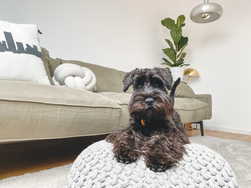 House cleaning tips for dog owners