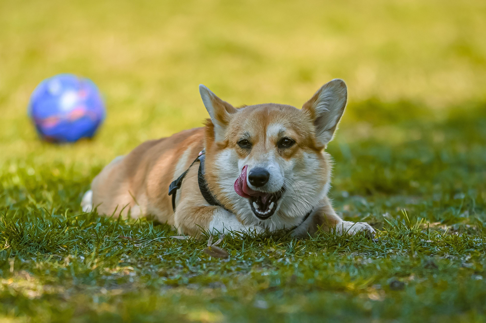 what-it-means-when-dogs-lick-their-lips-witsend-dog-training-behaviour