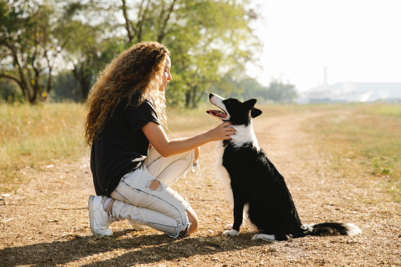 How to keep your pet calm