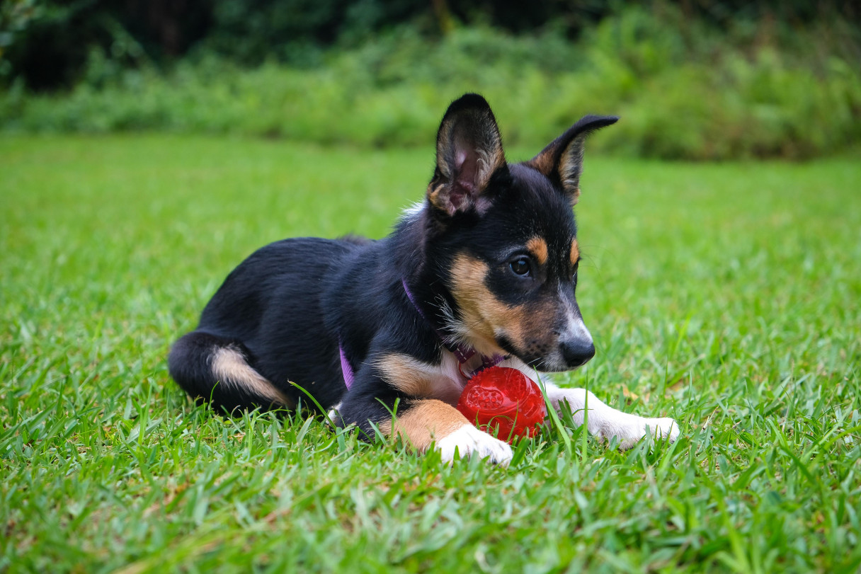 how-to-become-a-dog-trainer-courses4me