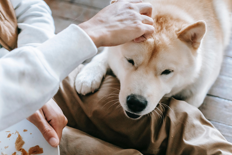 introduce your dog to the family