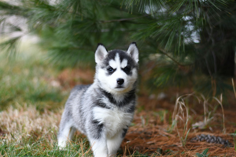 puppies outdoor safety