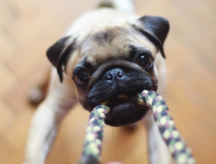 A guide to puppy teething