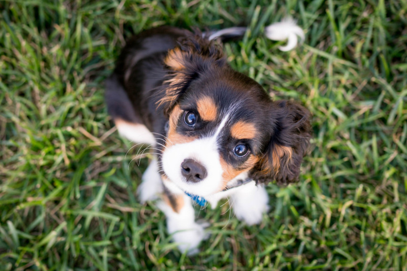 Tips for a well-behaved, potty-trained pup | Witsend Dog Training