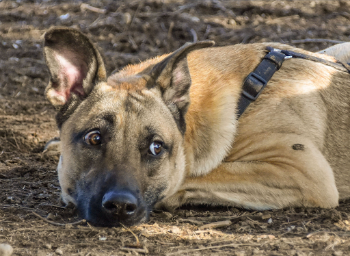 Canine Anxiety - How To Help Your Dog | WitSend Dog Training & Behaviour