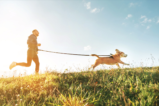 The Role of Exercise In Your Dog’s Behaviour & Mental Health | WitsEnd