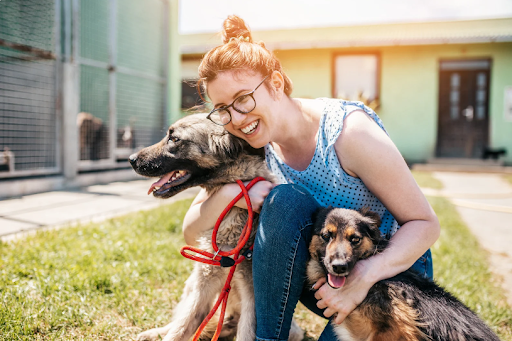 Adopted or Rescued Dogs: Overcoming Behavioural Challenges With Patience & Love | WitsEnd Training