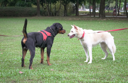 The Importance of Socialisation For Dogs | Witsend Training