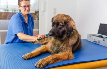 Physiotherapy for senior dogs | Witsend Training