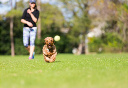 Dog Playtime | Witsend Training