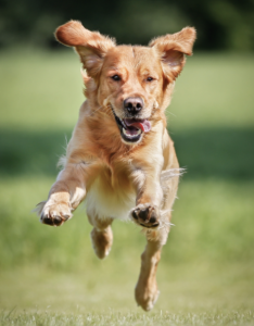 Injury Prevention for Active Dogs | Witsend Training