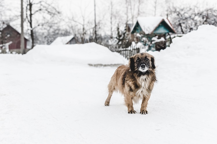 How does wintery weather impact dog mobility | WitsEnd Training