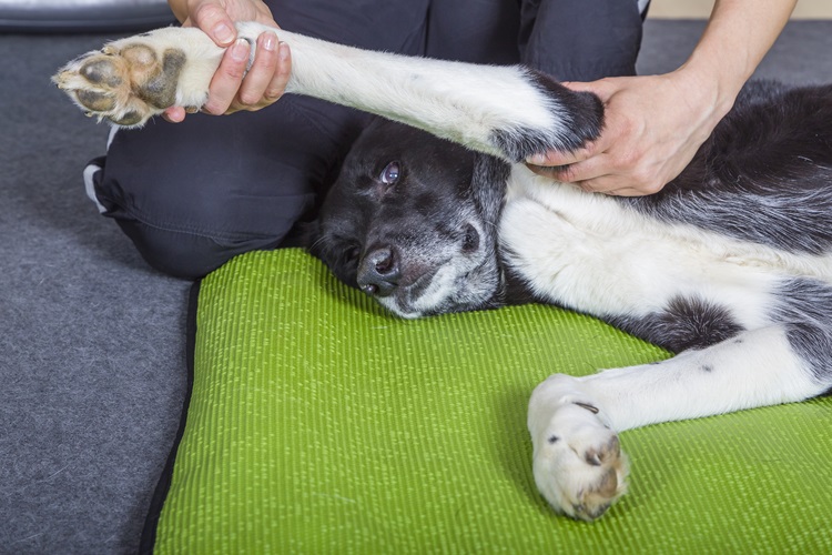 How to recognise when dog needs physiotherapy