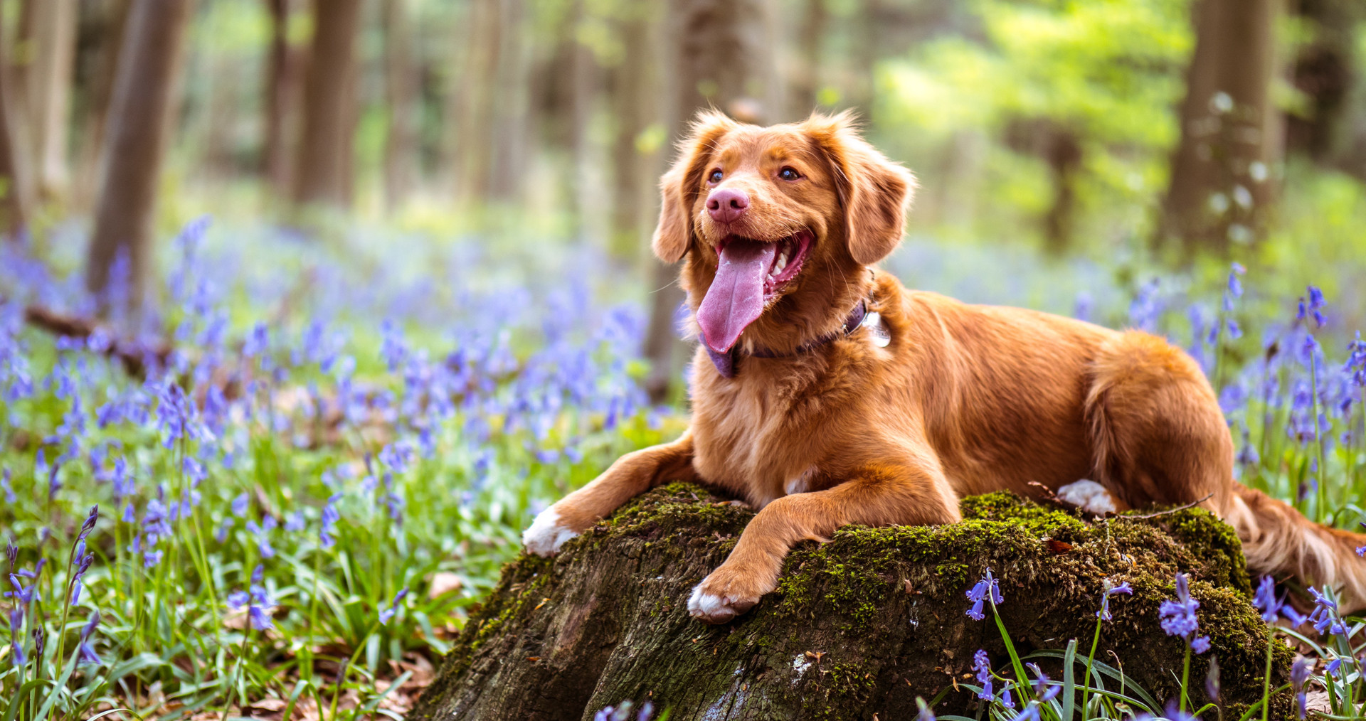 Dog Obedience Leicester Leicestershire WitsEnd Dog Training & Behaviour